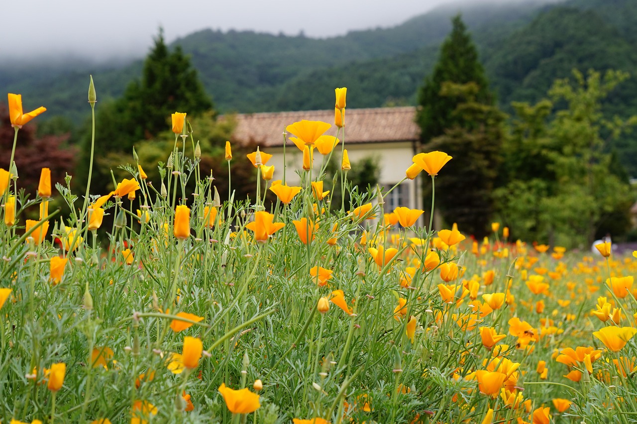 拓展游戏行业,减少技术支持辅助市场的危害