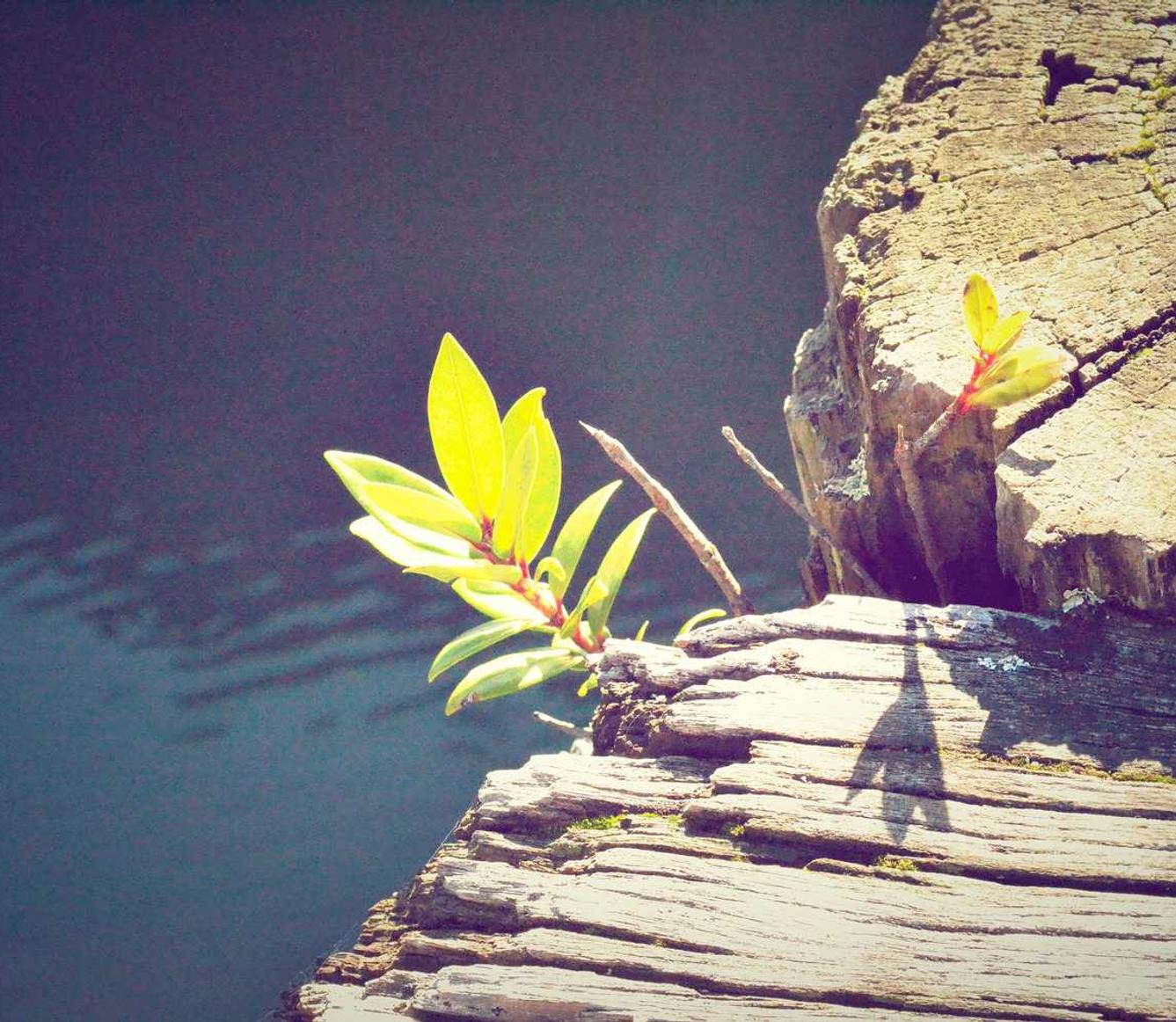 了凡录:详情下载教程教育收费app